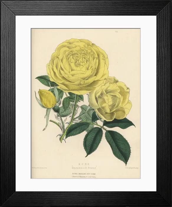Framed Print : Yellow hybrid rose, Glazenwood Beauty Framed Print : Yellow hybrid rose, Glazenwood Beauty