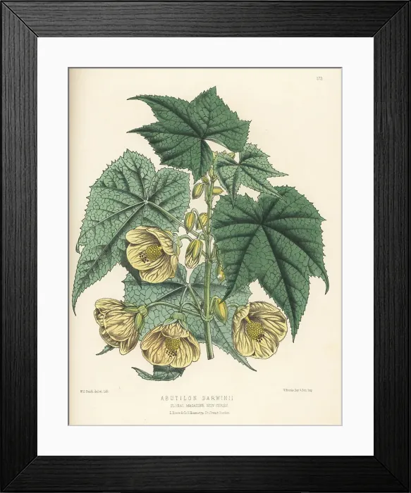 Framed Print : Callianthe darwinii Framed Print : Callianthe darwinii