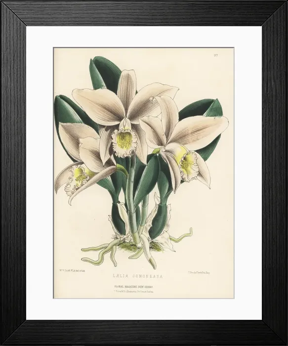 Framed Print : Jonghe's cattleya orchid, Cattleya jongheana Framed Print : Jonghe's cattleya orchid, Cattleya jongheana