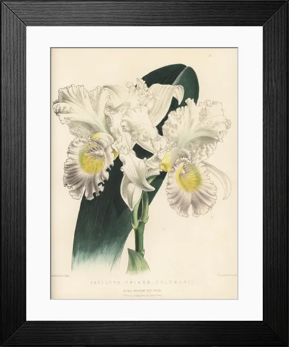 Framed Print : Coleman's Christmas orchid, Cattleya trianae Framed Print : Coleman's Christmas orchid, Cattleya trianae