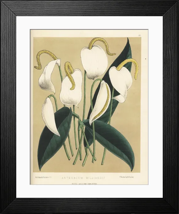 Framed Print : White flamingo flower, Anthurium scherzerianum Framed Print : White flamingo flower, Anthurium scherzerianum