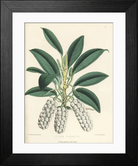 Framed Print : Anthurium scandens subsp. scandens Framed Print : Anthurium scandens subsp. scandens