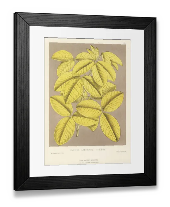 Framed Print : Common laburnum, Laburnum anagyroides Framed Print : Common laburnum, Laburnum anagyroides