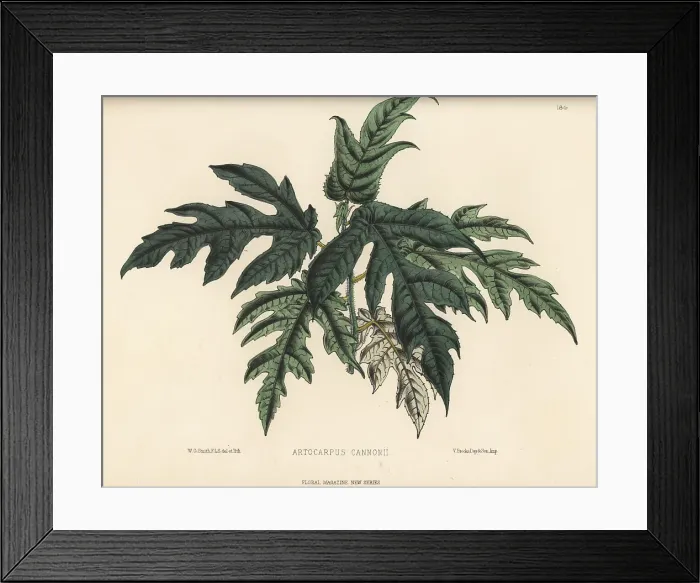 Framed Print : Mosaic fig, Ficus aspera Framed Print : Mosaic fig, Ficus aspera