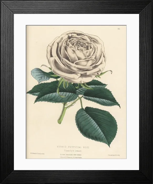 Framed Print : Hybrid perpetual rose, Hyppolyte Jamain Framed Print : Hybrid perpetual rose, Hyppolyte Jamain