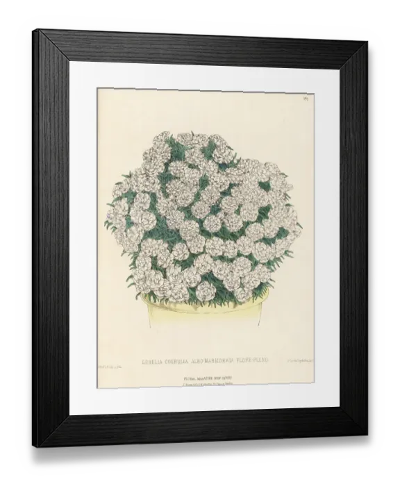 Framed Print : Lobelia caerulea in plant pot Framed Print : Lobelia caerulea in plant pot