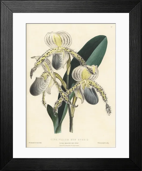 Framed Print : Paphiopedilum orchid hybrid Framed Print : Paphiopedilum orchid hybrid