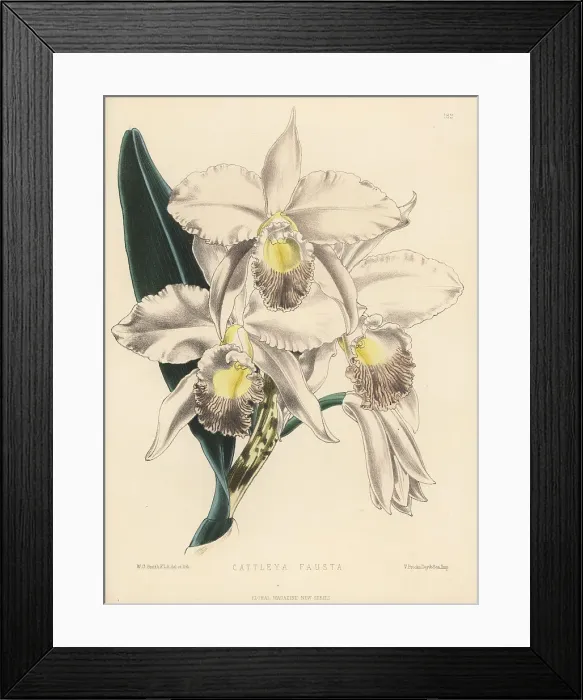 Framed Print : Cattleya orchid hybrid, Cattleya x fausta Framed Print : Cattleya orchid hybrid, Cattleya x fausta