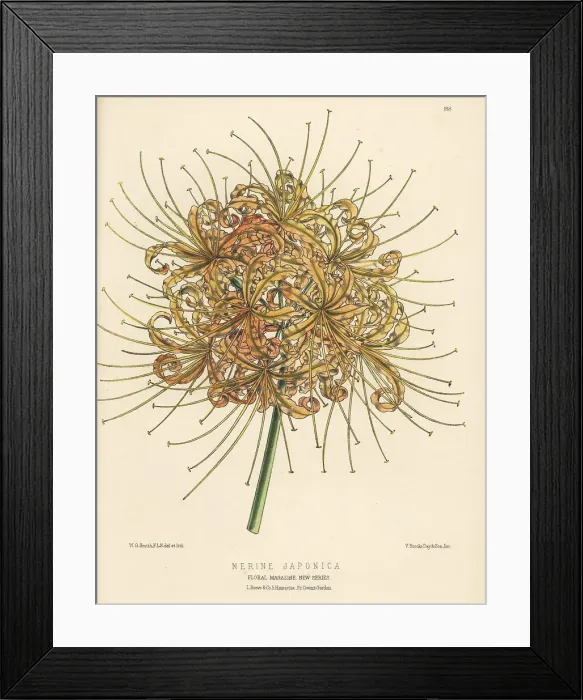 Framed Print : Red spider lily, Lycoris radiata Framed Print : Red spider lily, Lycoris radiata