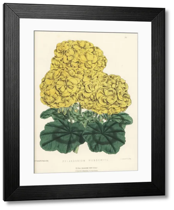 Framed Print : Pelargonium hybrid, Wonderful Framed Print : Pelargonium hybrid, Wonderful