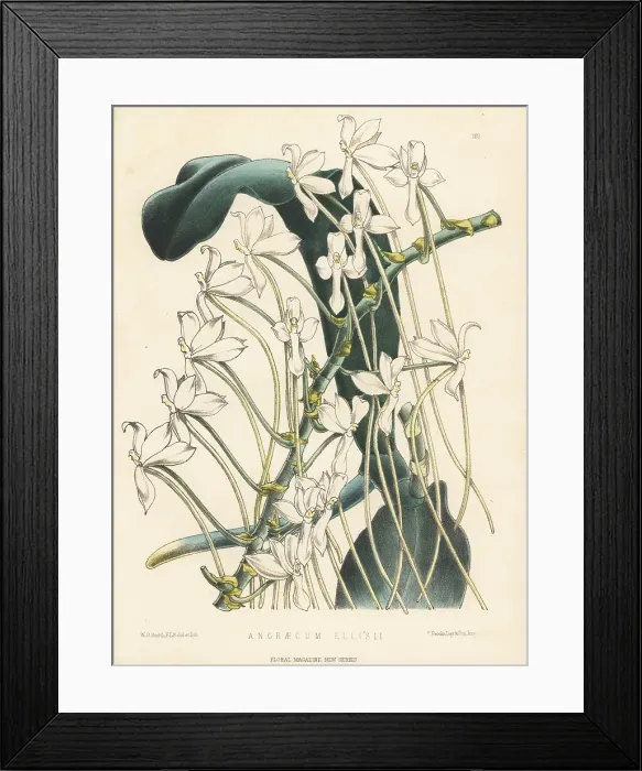 Framed Print : Aerangis ellisii, epiphytic orchid Framed Print : Aerangis ellisii, epiphytic orchid