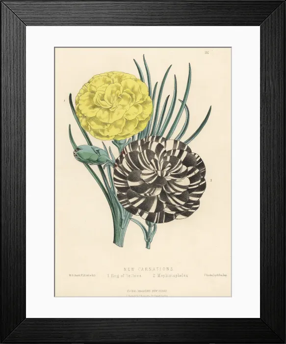 Framed Print : New carnation hybrids, Dianthus caryophyllus Framed Print : New carnation hybrids, Dianthus caryophyllus