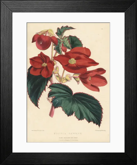 Framed Print : Begonia cultivar, Emperor Framed Print : Begonia cultivar, Emperor