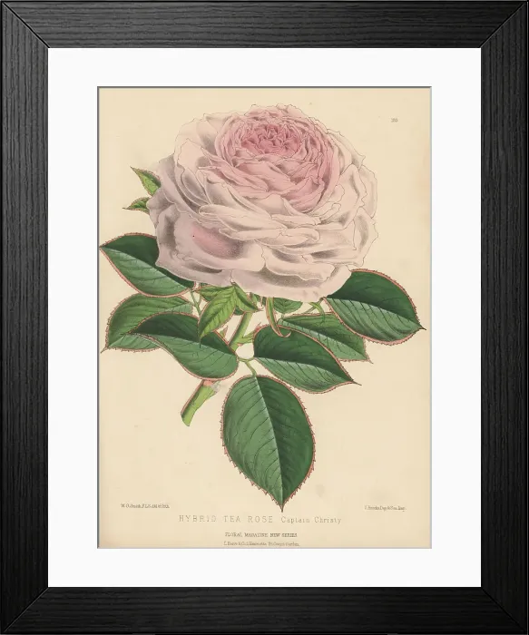 Framed Print : Hybrid tea rose, Captain Christy Framed Print : Hybrid tea rose, Captain Christy