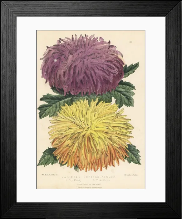 Framed Print : Japanese chrysanthemum cultivars, Cry Kang and Dr Masters Framed Print : Japanese chrysanthemum cultivars, Cry Kang and Dr Masters