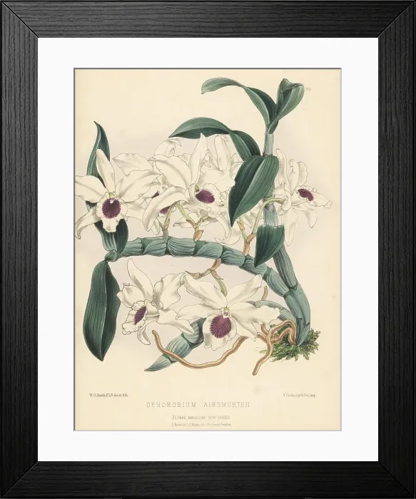 Framed Print : Ainsworth's Dendrobium orchid, Dendrobium x ainsworthii Framed Print : Ainsworth's Dendrobium orchid, Dendrobium x ainsworthii
