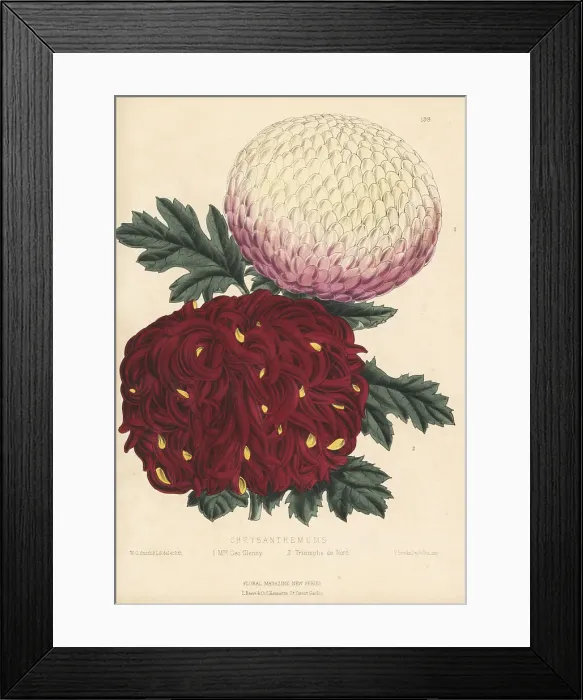 Framed Print : Chyrsanthemum cultivars, Mrs George Glenny and Triomphe de Nord Framed Print : Chyrsanthemum cultivars, Mrs George Glenny and Triomphe de Nord