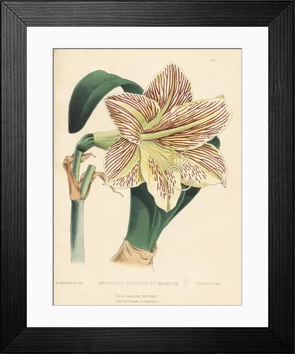 Framed Print : Amaryllis Honneur de Haarlem, hybrid variety Framed Print : Amaryllis Honneur de Haarlem, hybrid variety