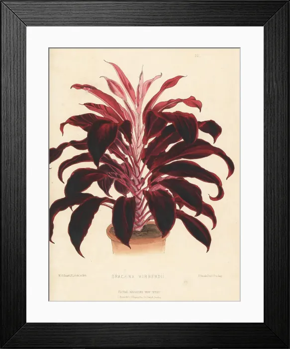 Framed Print : Hybrid dragon tree, Dracaena -- hibberdii