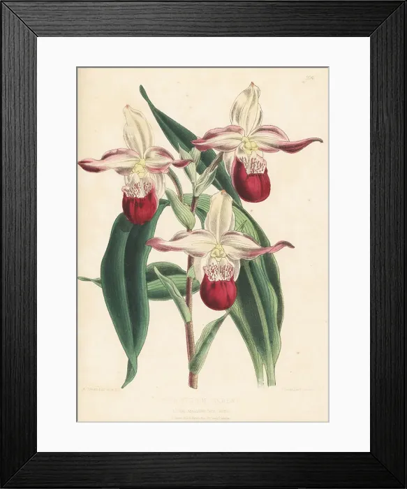 Framed Print : Lady's slipper orchid, Phragmipedium -- sedenii Framed Print : Lady's slipper orchid, Phragmipedium -- sedenii