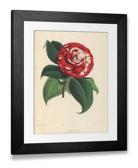 Framed Print : Camellia japonica, Marchioness of Lorne variety Framed Print : Camellia japonica, Marchioness of Lorne variety