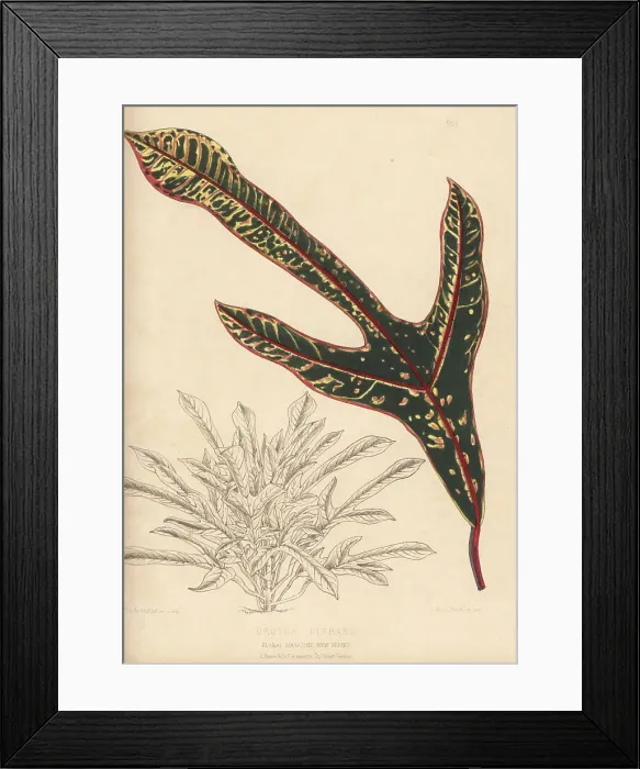 Framed Print : Croton disraeli, Codiaeum variegatum cultivar Framed Print : Croton disraeli, Codiaeum variegatum cultivar