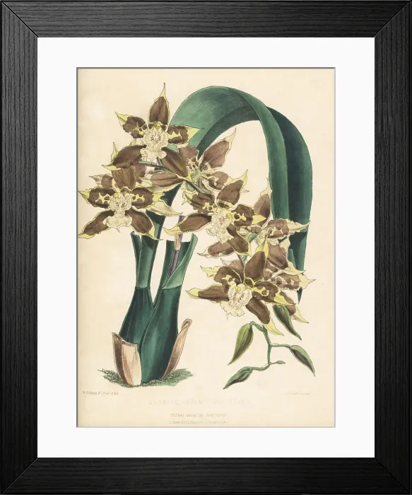 Framed Print : Oncidium tripudians orchid, native to Colombia Framed Print : Oncidium tripudians orchid, native to Colombia