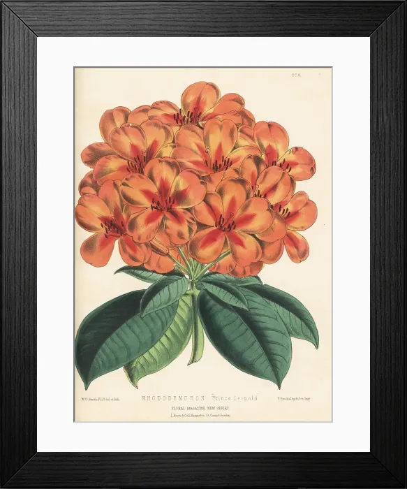 Framed Print : Orange rhododendron hybrid, Prince Leopold Framed Print : Orange rhododendron hybrid, Prince Leopold