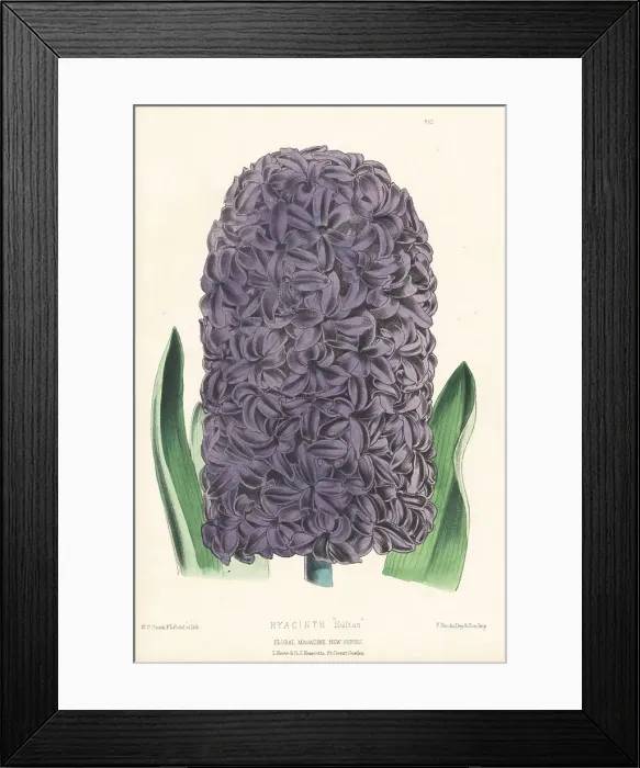 Framed Print : Hyacinth orientalis hybrid, Sultan Framed Print : Hyacinth orientalis hybrid, Sultan
