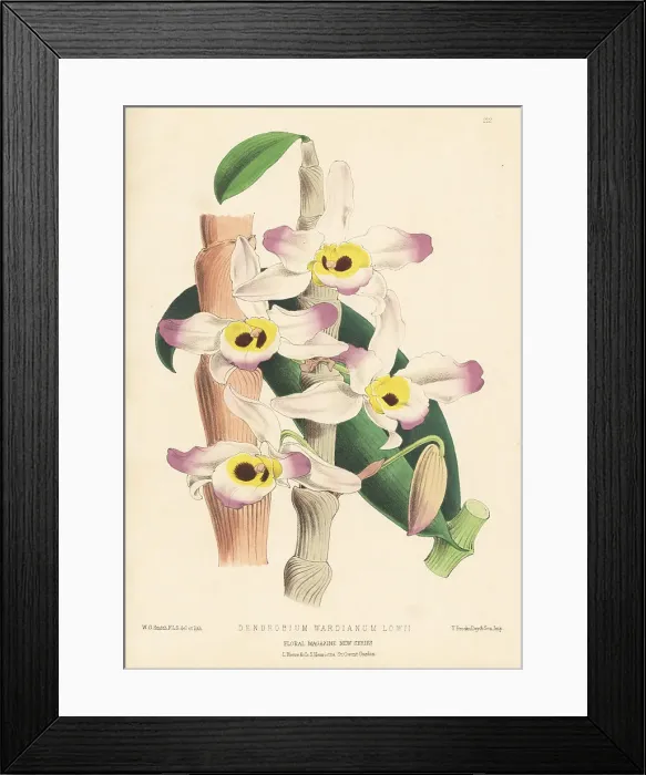Framed Print : Dendrobium wardianum var. lowii orchid Framed Print : Dendrobium wardianum var. lowii orchid
