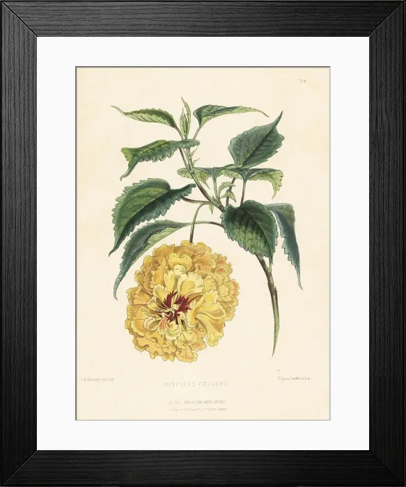 Framed Print : China rose, Hibiscus collerii Framed Print : China rose, Hibiscus collerii