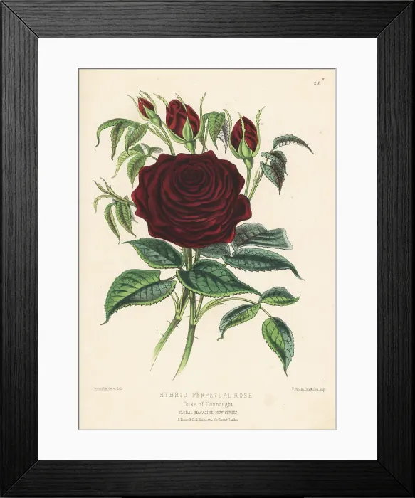 Framed Print : Hybrid scarlet perpetual rose, Duke of Connaught Framed Print : Hybrid scarlet perpetual rose, Duke of Connaught