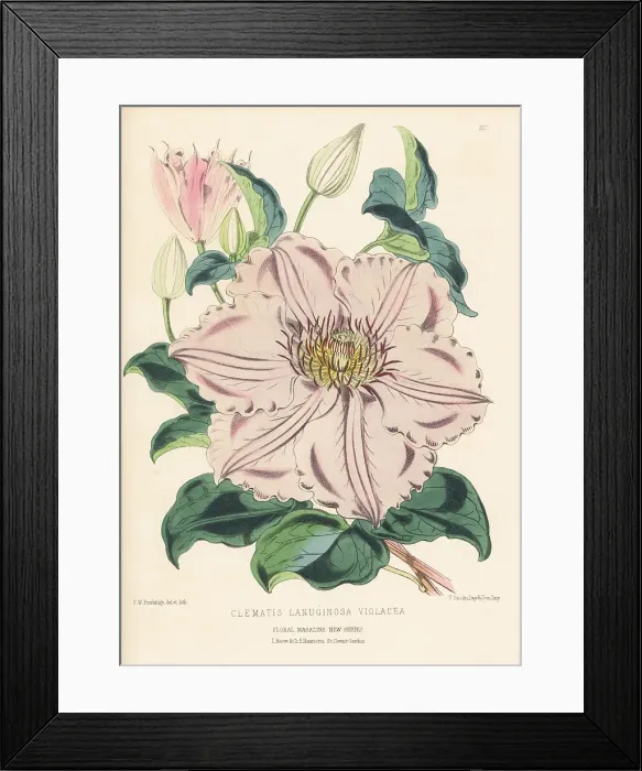 Framed Print : Violet clematis hybrid, Clematis lanuginosa Framed Print : Violet clematis hybrid, Clematis lanuginosa