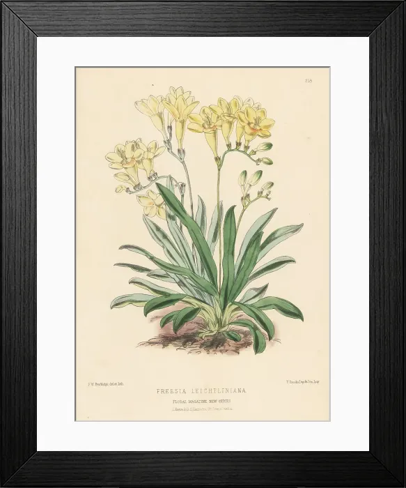 Framed Print : Leichtlin's freesia, Freesia leichtlinii Framed Print : Leichtlin's freesia, Freesia leichtlinii