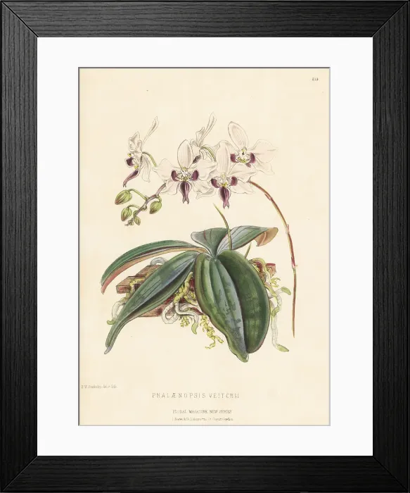 Framed Print : Phalaenopsis veitchii orchid Framed Print : Phalaenopsis veitchii orchid
