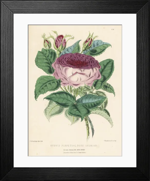 Framed Print : Hybrid perpetual rose, Oxonian Framed Print : Hybrid perpetual rose, Oxonian
