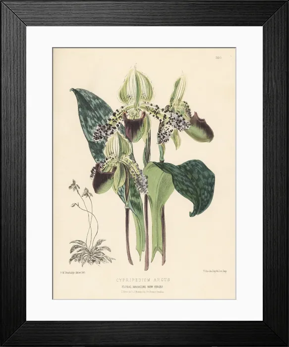 Framed Print : Paphiopedilum argus orchid