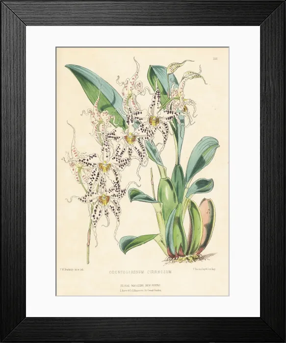 Framed Print : Wavy odontoglossum orchid, Oncidium cirrhosum Framed Print : Wavy odontoglossum orchid, Oncidium cirrhosum