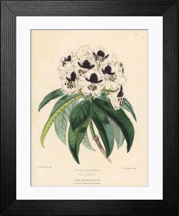Framed Print : Rhododendron hybrid, Star of Ascot Framed Print : Rhododendron hybrid, Star of Ascot
