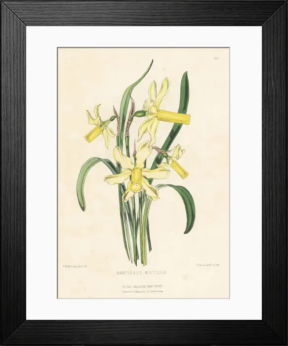 Framed Print : Daffodil species, Narcissus abscissus Framed Print : Daffodil species, Narcissus abscissus