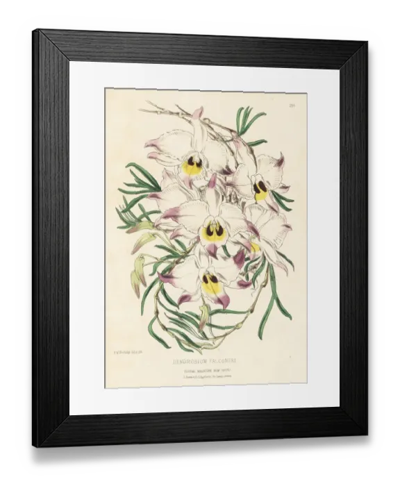 Framed Print : Dendrobium falconeri, or the chuan zhu shi hu orchid Framed Print : Dendrobium falconeri, or the chuan zhu shi hu orchid