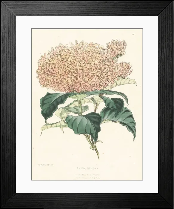 Framed Print : Dwarf variety with many flowers, Ixora species Framed Print : Dwarf variety with many flowers, Ixora species