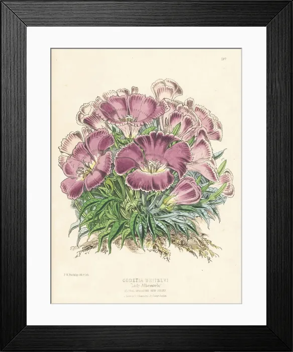Framed Print : Whitney's farewell to spring, Clarkia amoena subsp. whitneyi Framed Print : Whitney's farewell to spring, Clarkia amoena subsp. whitneyi