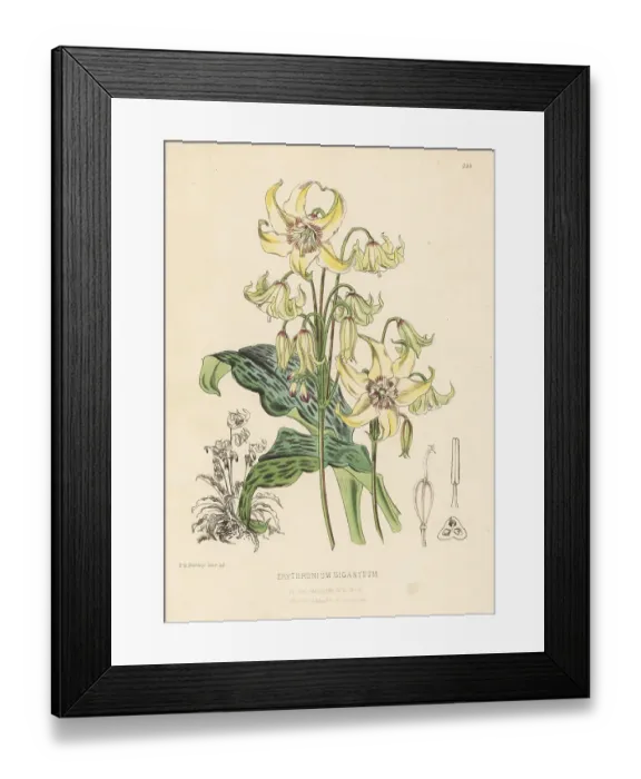 Framed Print : Yellow avalanche lily, Erythronium grandiflorum Framed Print : Yellow avalanche lily, Erythronium grandiflorum