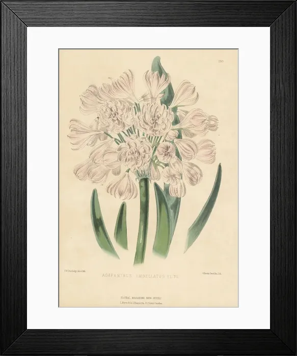 Framed Print : African lily, Agapanthus africanus Framed Print : African lily, Agapanthus africanus