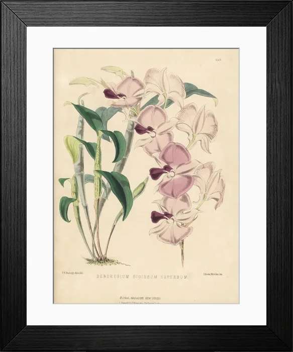 Framed Print : Cooktown orchid, Dendrobium bigibbum var. superbum, vulnerable Framed Print : Cooktown orchid, Dendrobium bigibbum var. superbum, vulnerable