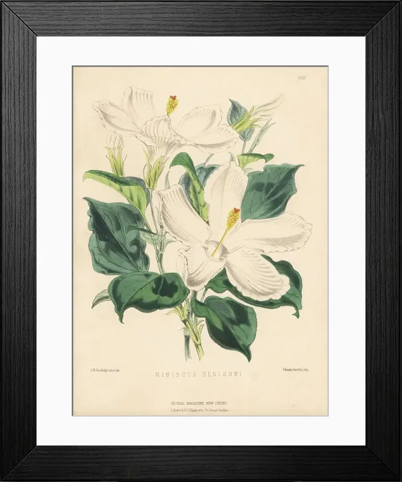 Framed Print : Mysterious hibiscus or lilibiscus species, Hibiscus denisoni Framed Print : Mysterious hibiscus or lilibiscus species, Hibiscus denisoni