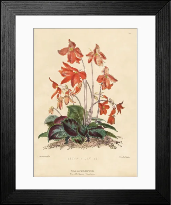 Framed Print : Davis's begonia, Begonia davisii Framed Print : Davis's begonia, Begonia davisii
