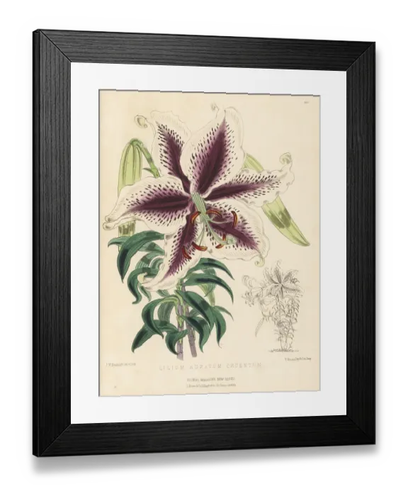 Framed Print : Golden-rayed lily or yamayuri, Lilium auratum Framed Print : Golden-rayed lily or yamayuri, Lilium auratum