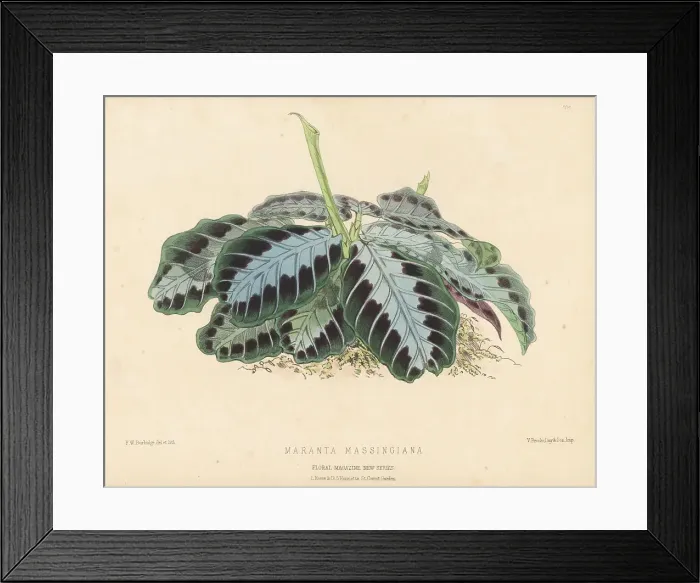 Framed Print : Prayer plant, Maranta leuconeura, native to Brazil Framed Print : Prayer plant, Maranta leuconeura, native to Brazil